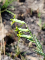 Dipcadi ciliare