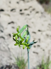 Dipcadi ciliare