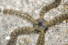 Macrophiothrix