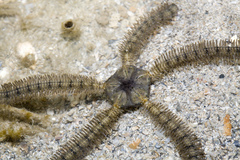 Macrophiothrix
