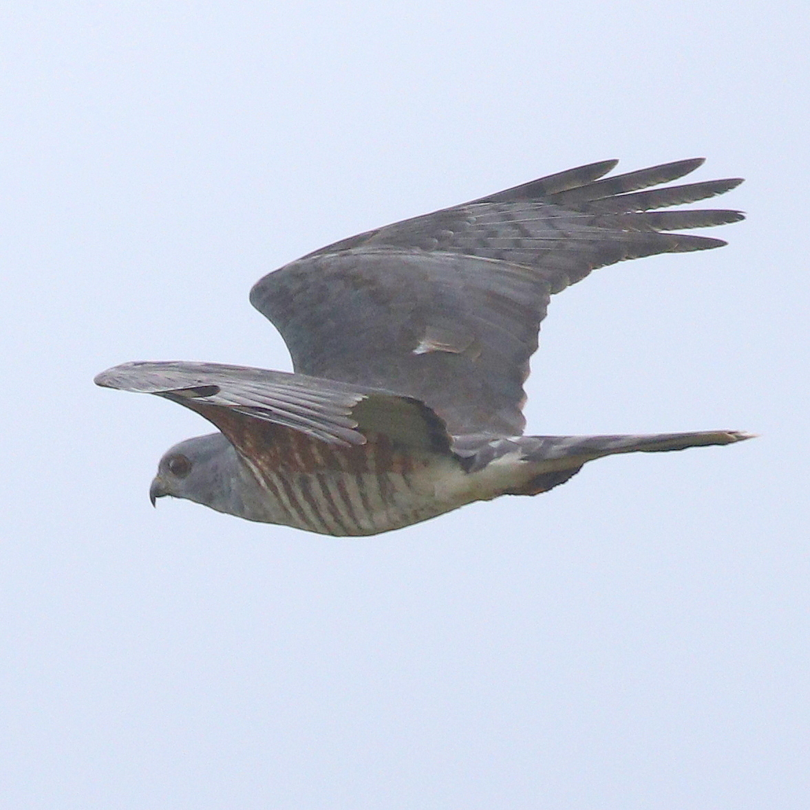 African Cuckoo-Hawk (Aviceda cuculoides)