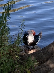Cairina moschata domestica