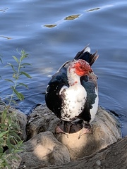 Cairina moschata domestica