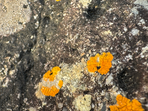 Xanthomendoza trachyphylla
