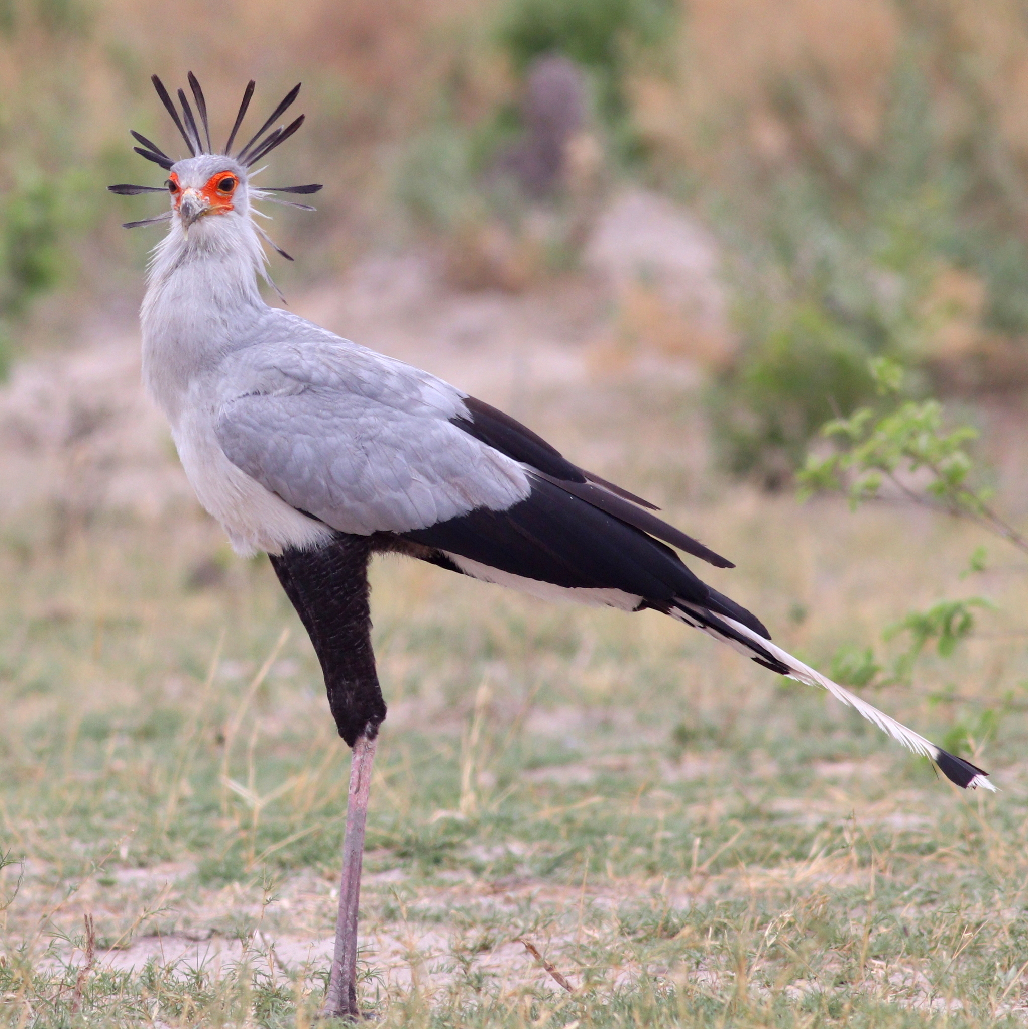 Secretarybird illustration
