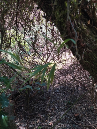 Epidendrum lignosum Lex.