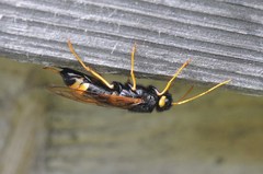 Urocerus flavicornis