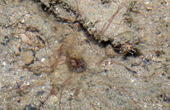 Isarachnanthus