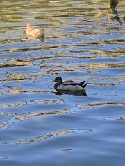 Anas platyrhynchos domesticus