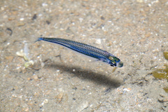 Doboatherina duodecimalis