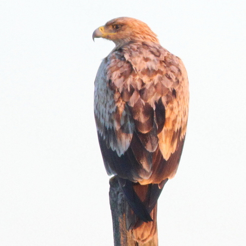 Águila imperial ibérica (Aquila adalberti)