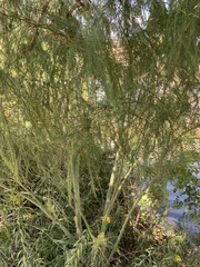 Parkinsonia aculeata