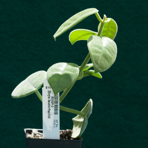 Hoya lauterbachii K.Schum. 2