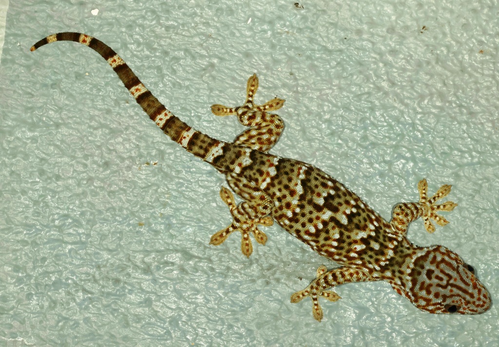 Reeves’ Tokay Gecko