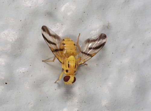 Tritaeniopteron tetraspilotum, 2025-05-18