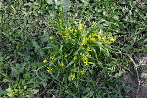 Granular gagea (Gagea granulosa)