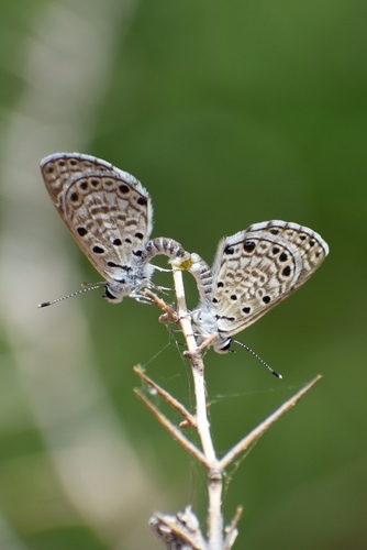 African Babul Blue