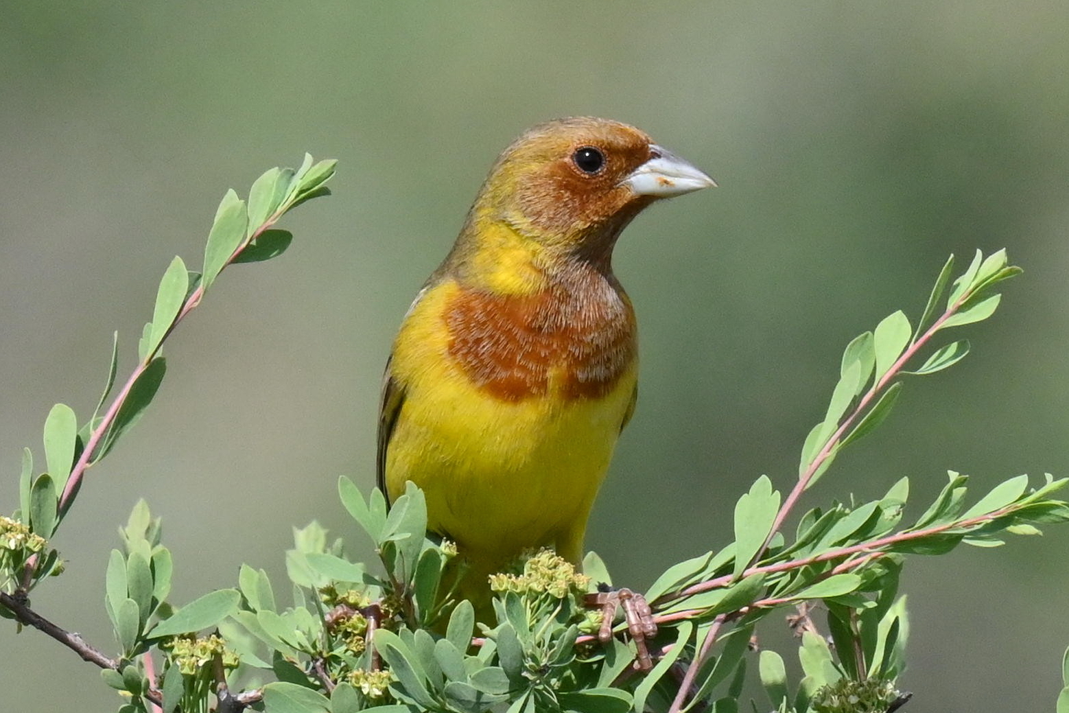 Red-headed Bunting