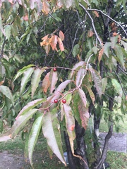 Cerasus