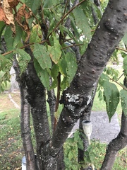 Cerasus