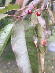 Cerasus