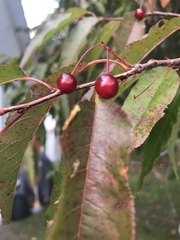 Cerasus