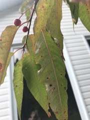 Cerasus