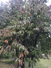 Cerasus