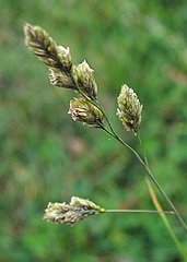 Dactylis glomerata