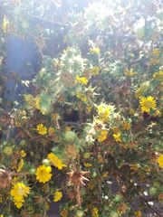 Centromadia parryi australis