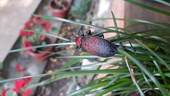 Coraliomela aeneoplagiata