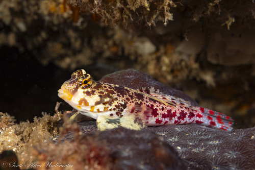 Synchiropus stellatus observed 2025-05-18