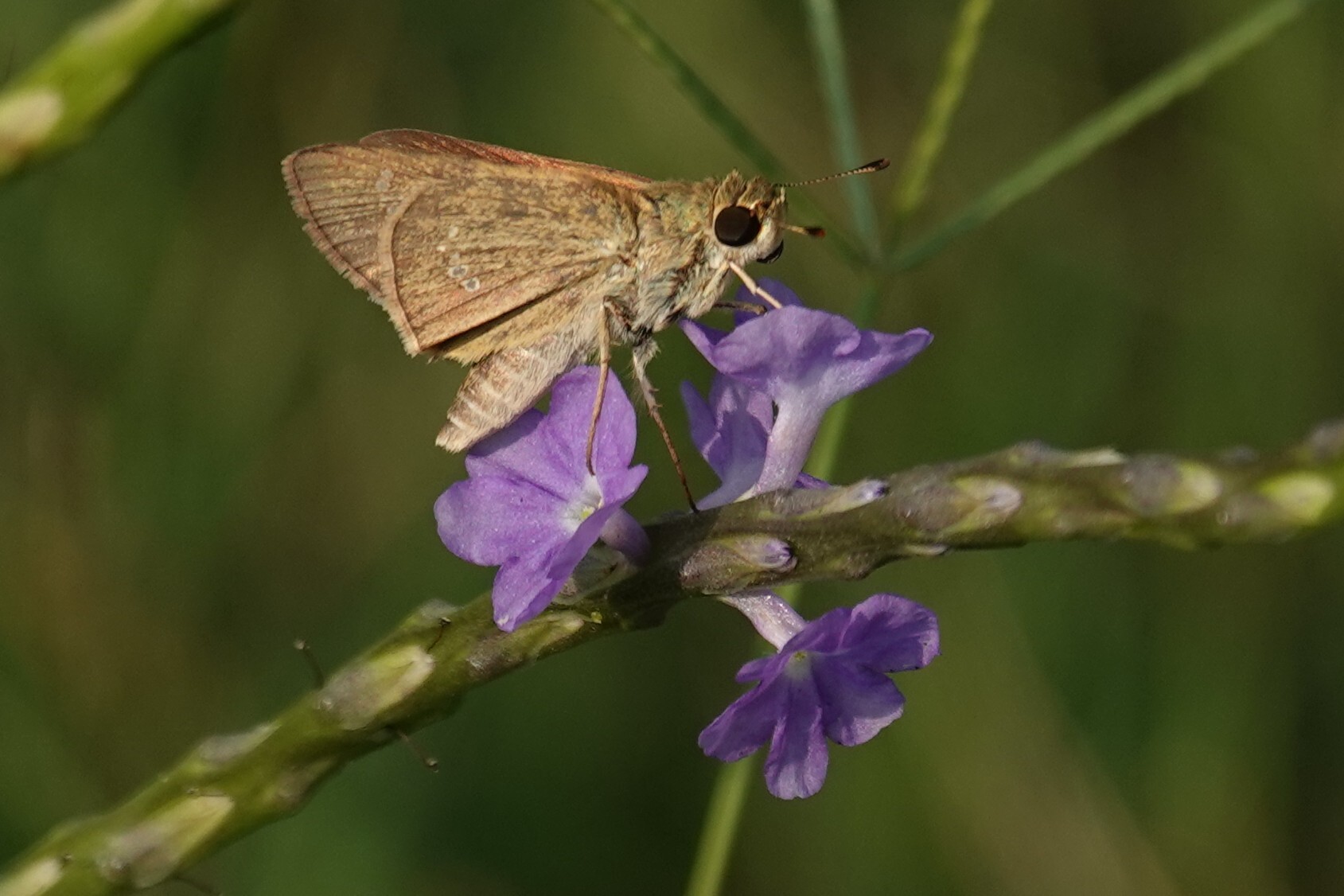 Grey Swift