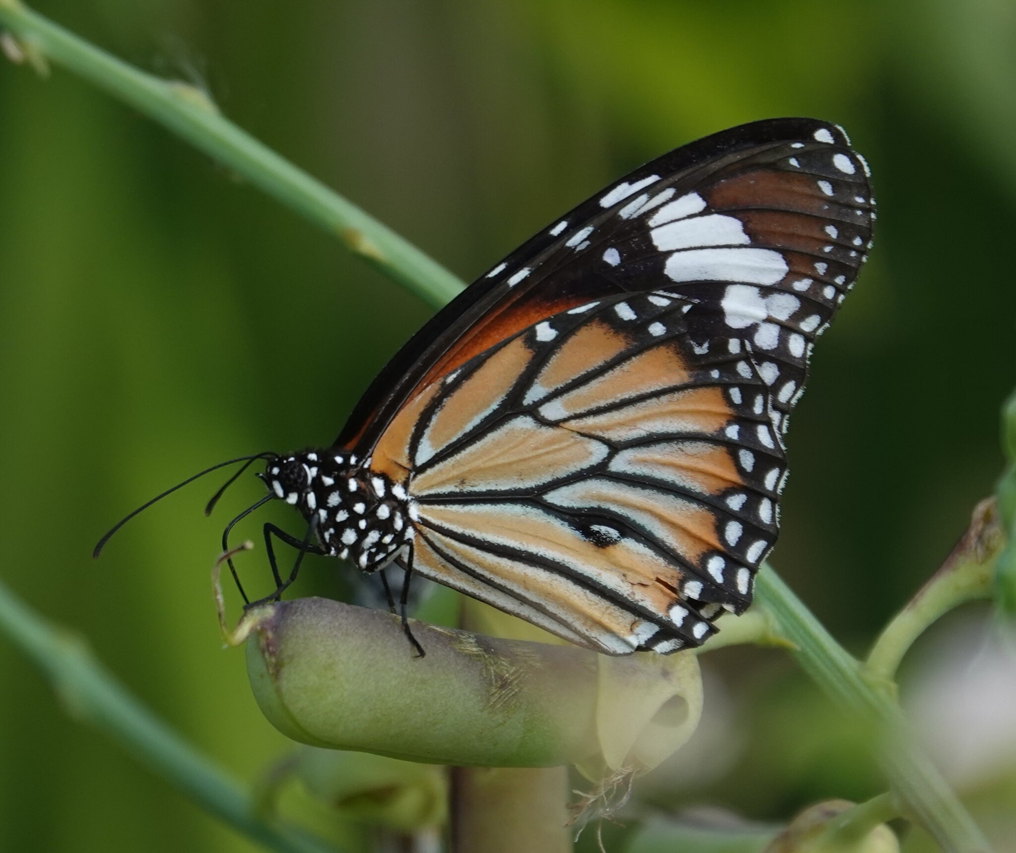 Striped Tiger