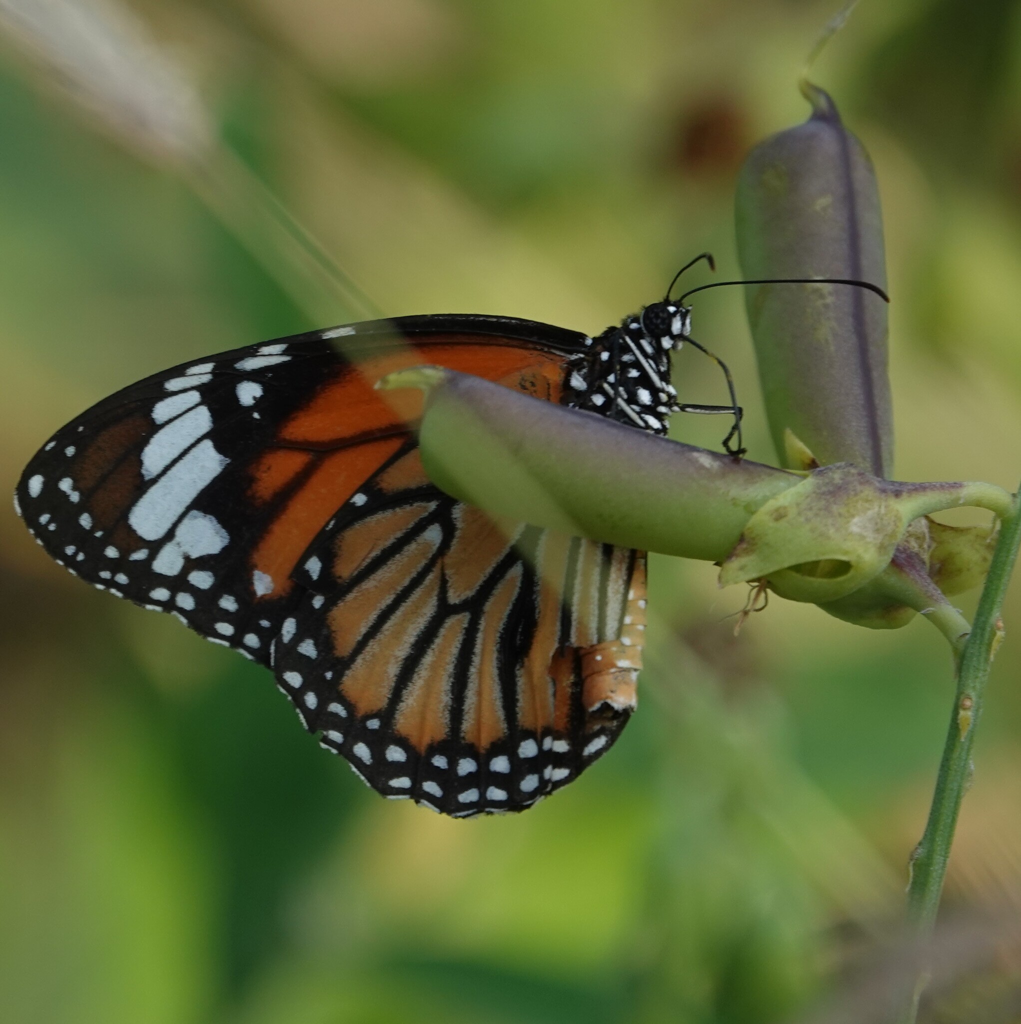 Striped Tiger