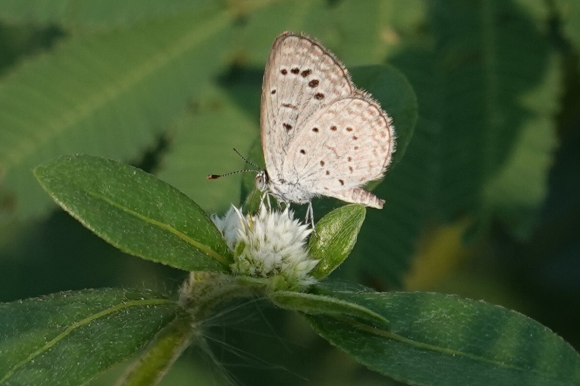 Dark Grass Blue