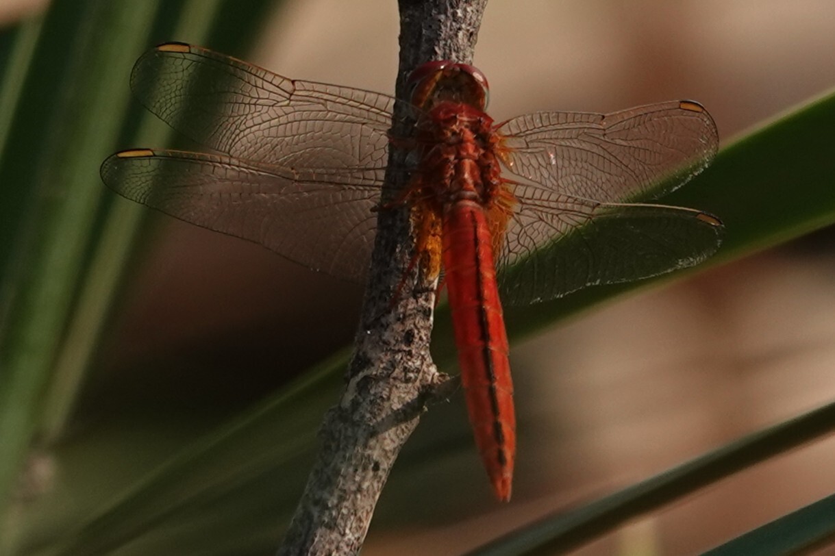 Scarlet Skimmer