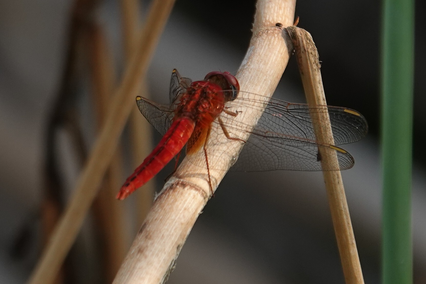 Scarlet Skimmer