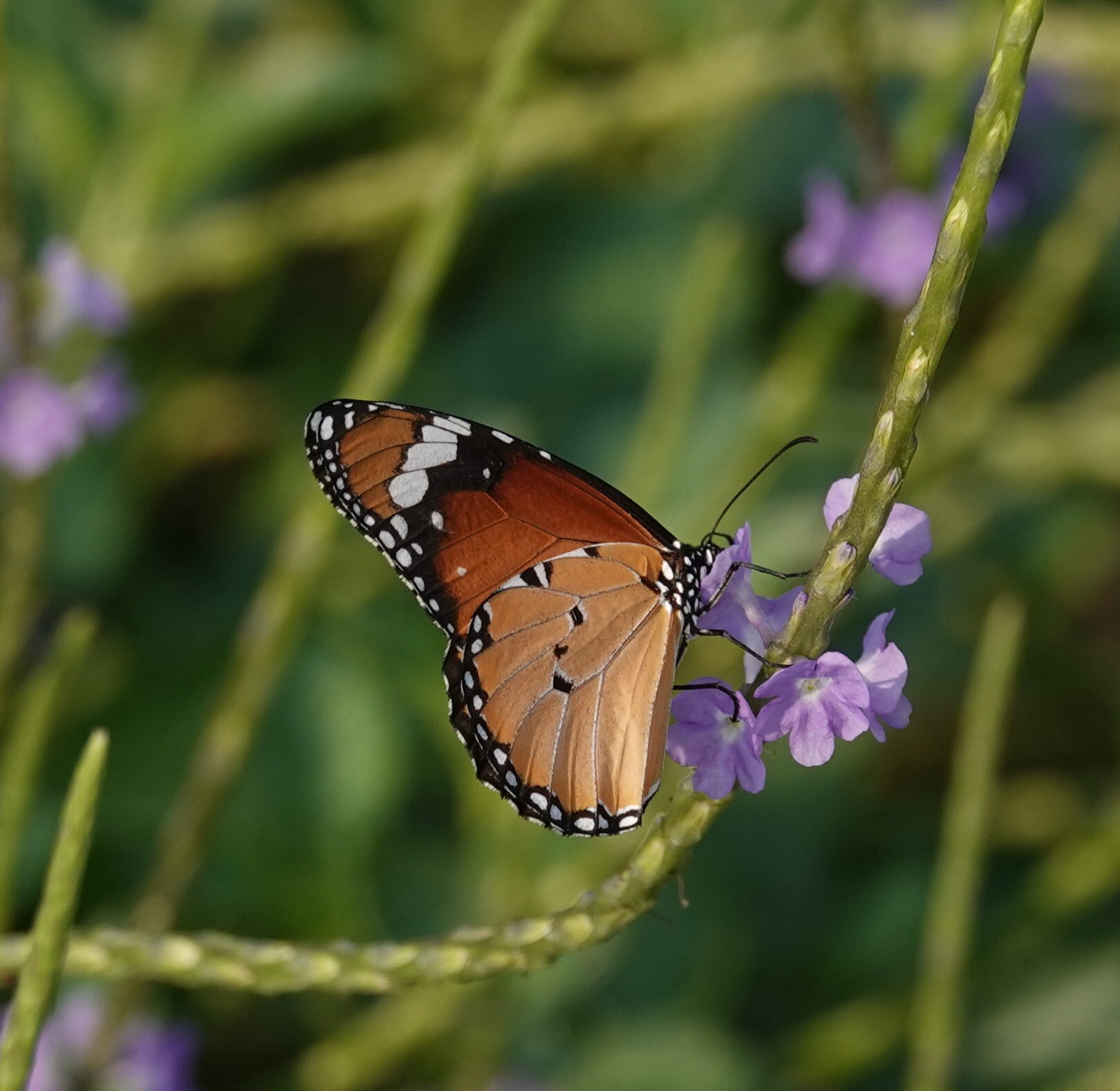 Plain Tiger