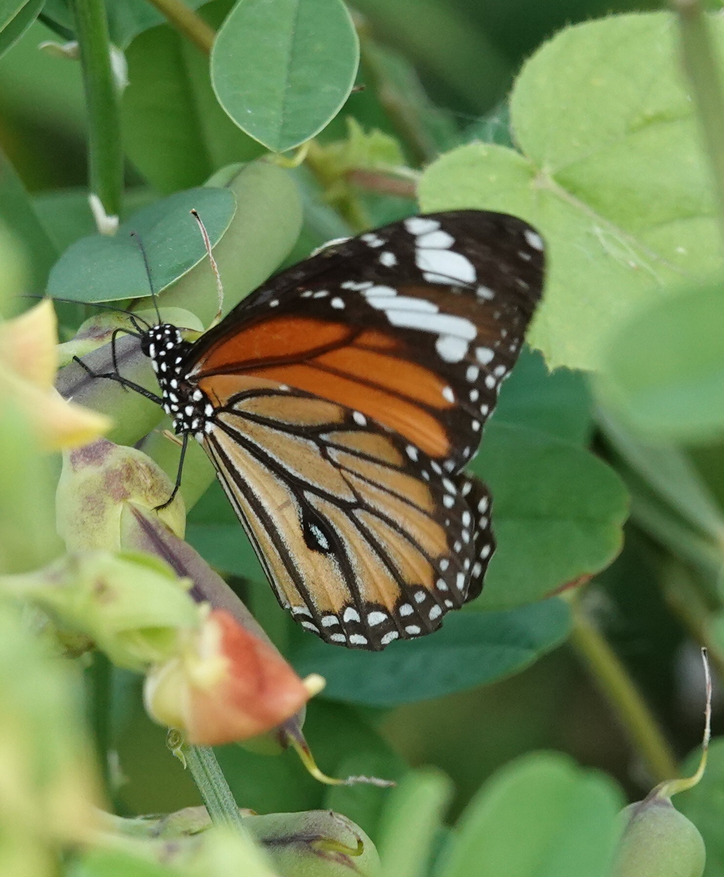 Striped Tiger