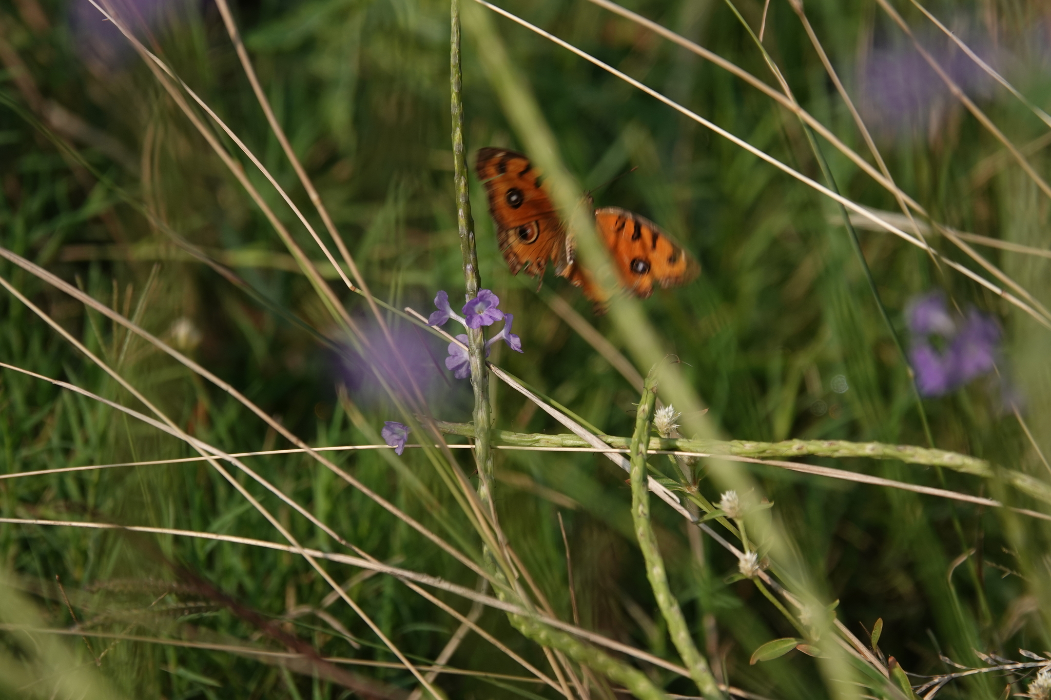 Peacock Pansy