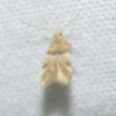 Theisoa constrictella