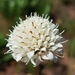 Common Mock Scabious - Photo (c) Richard Gill, some rights reserved (CC BY-NC), uploaded by Richard Gill