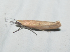 Ypsolopha