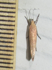 Ypsolopha