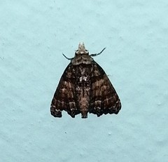 Chlumetia transversa