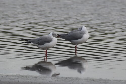 Gaviota cabecigrís (Chroicocephalus cirrocephalus)