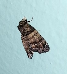 Chlumetia transversa