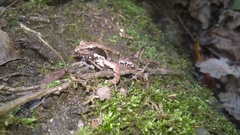 Rana latastei