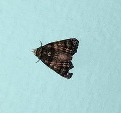 Chlumetia transversa